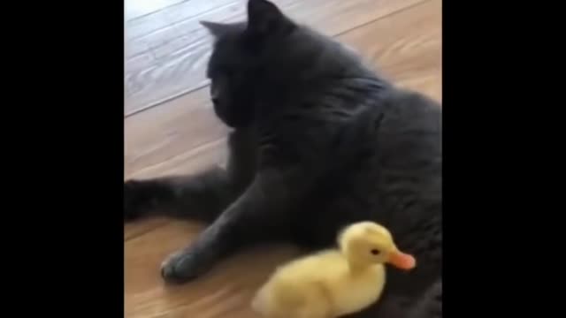 Cute Funny cats COMPILATION!! #2