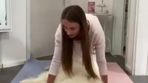 Samoyed proves to the best personal trainer ever