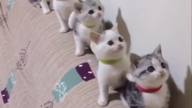 Themostbeaut ifulvideoofcats