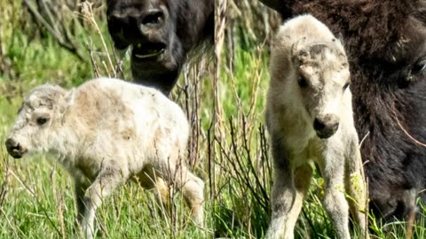 Prophecy Fulfilled! Rare White Buffalo Born In Yellowstone Serves As "Warning & Blessing"