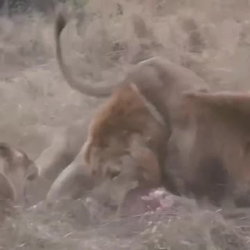 Male lions fighting for food