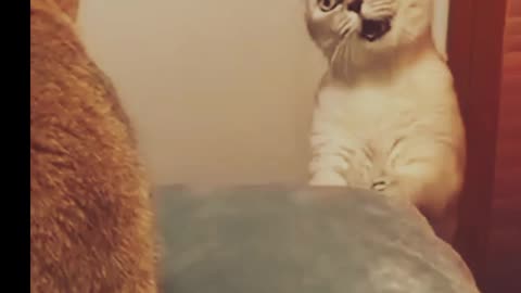 Purr-fectly Hilarious Cats