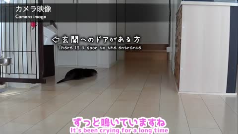 カワウソさくら 留守番中のカワウソと猫を隠し撮りしたらまさかのシーンを目撃！ otter and cat at stay at home was interesting!