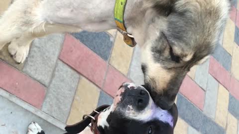 the dog takes care of his friend