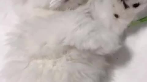 Aww cute cat nice video