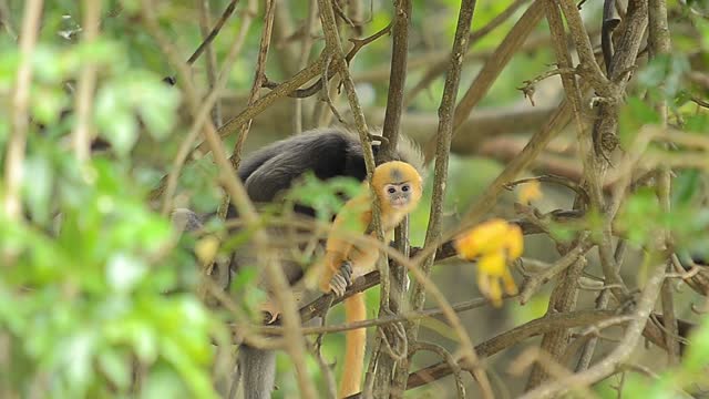 🐒🐒Golden Snub-nosed Monkey