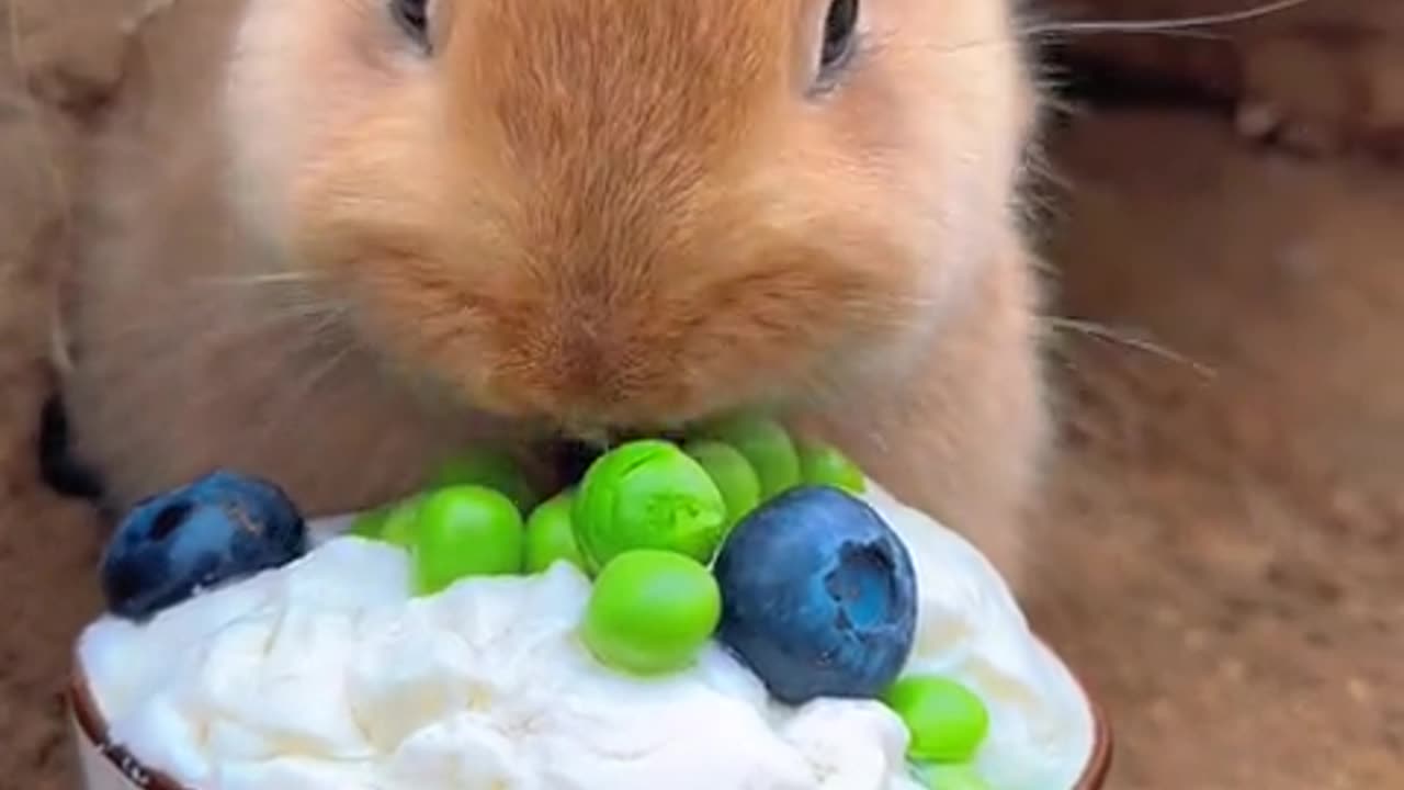 Greedy rabbit eats beans.