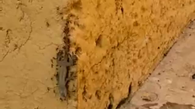 ants carrying a lizard