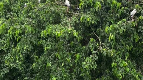 Wild Balaka at open nature
