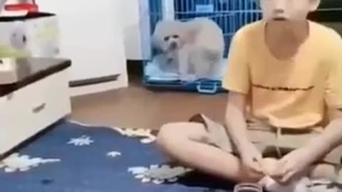 This dog is going to Harvard 😄😍