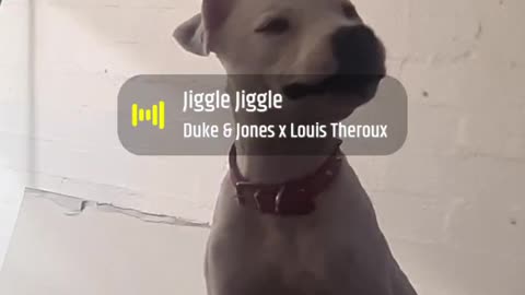 Funny puppy tilts his head