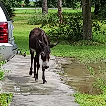 Angela's Ranch Donkeys