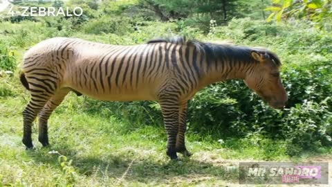 Animais mais exóticos que você já viu!