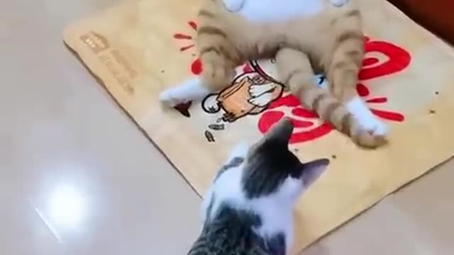 OMG very funny moment cat and dog