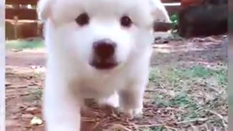 Baby dog - Cute & Funny dogs - Videos Compilation