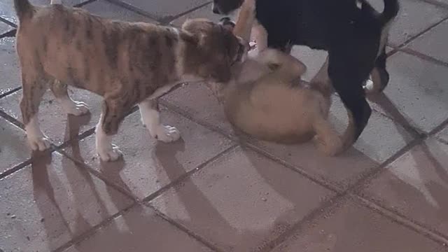 Kid playing with cute puppies