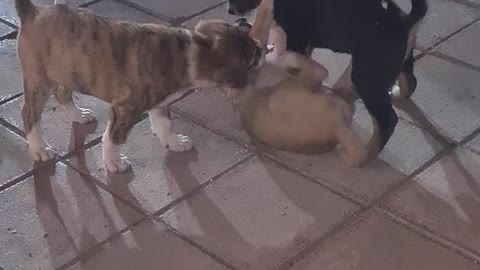 Kid playing with cute puppies