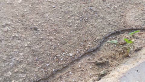 Crazy bugs forming snake