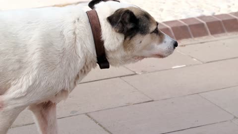 Stray Dog Is Getting Out Of A Pool