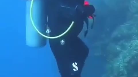 Diver enjoy under the sea