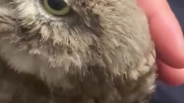 cute owl