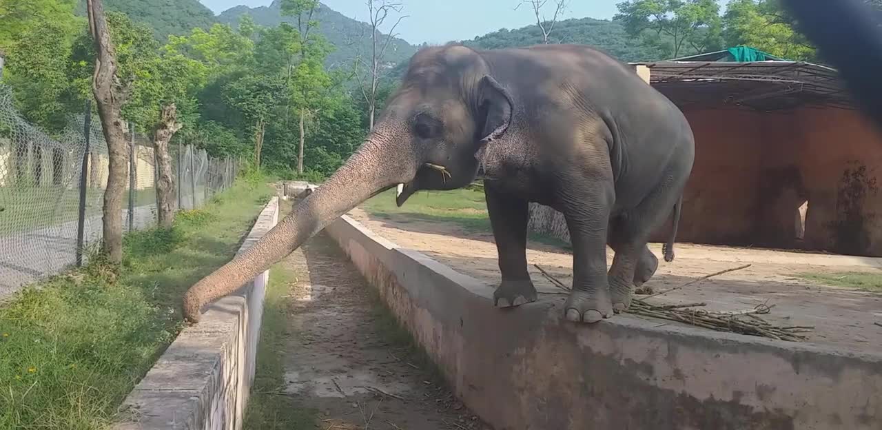 Islamabad Marghazar Zoo Big Elephant