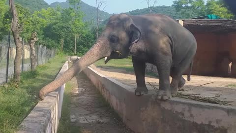 Islamabad Marghazar Zoo Big Elephant