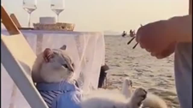 #loves #pet #pettoys #clever #animals #eat #cat #happy #1