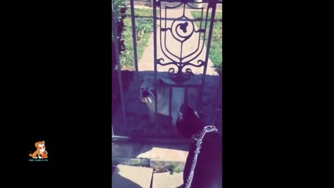 funniest dog videos on the internet