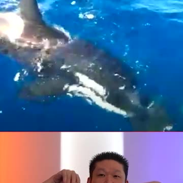 Orca Caught On Camera Killing A Great White Shark