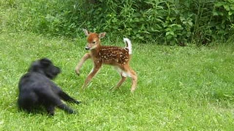 Dog And Newborn Deer Play In Field