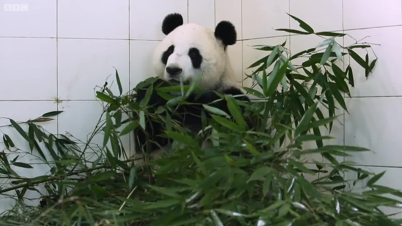 Panda Love Life and Pregnancy | Panda Babies | BBC Earth