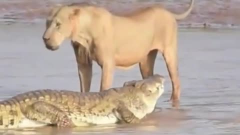 Lions try their luck at crocodile hunting