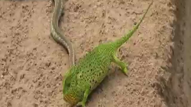 snake and lizard fight