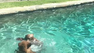 Bear and Cubs Swim in Backyard Pool