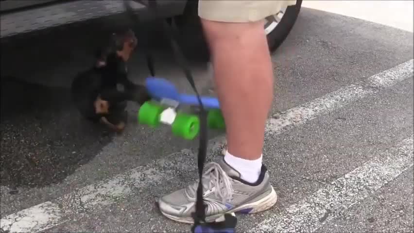 How To Make Dog Become Fully Aggressive With Few Simple Tricks