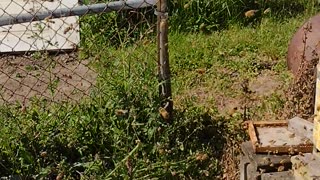 Honey bee swarm