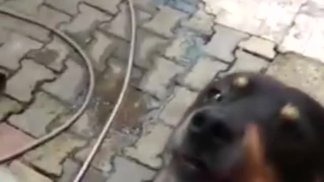 How to make a dog sound like a motorcycle engine