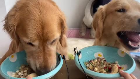 Beautiful and beautiful dog