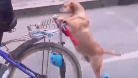 The dog rides a bicycle