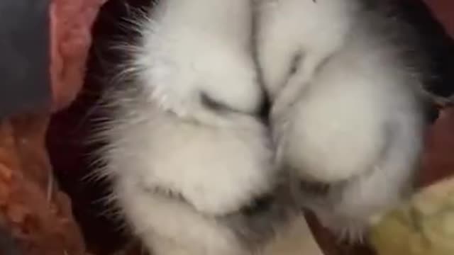 OMG-Cute & Funny Cats-Aww Animals-#Shorts-Baby Cats