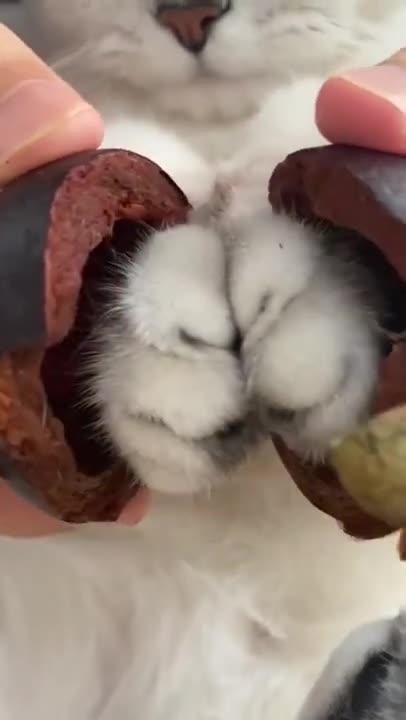 OMG-Cute & Funny Cats-Aww Animals-#Shorts-Baby Cats