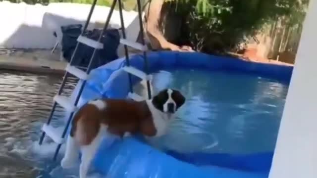 Dog throwing all the water in the pool