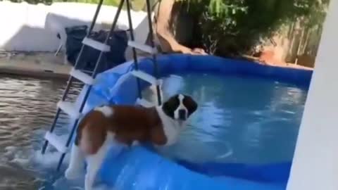 Dog throwing all the water in the pool