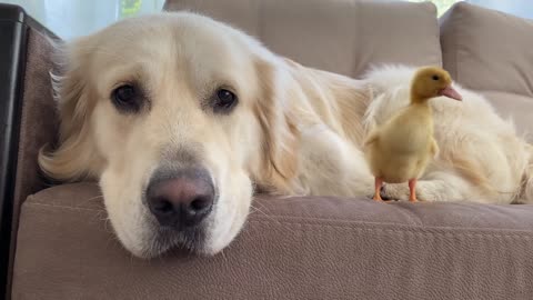 Golden Retriever Can be Friends with Everyone!