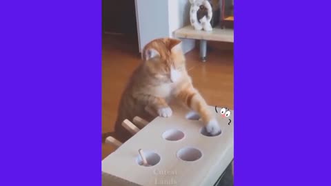 Amazing Pet's cat's play