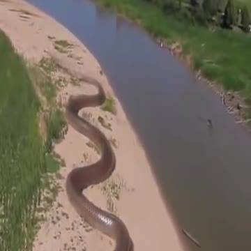 World Biggest Snake in Amazon Forest