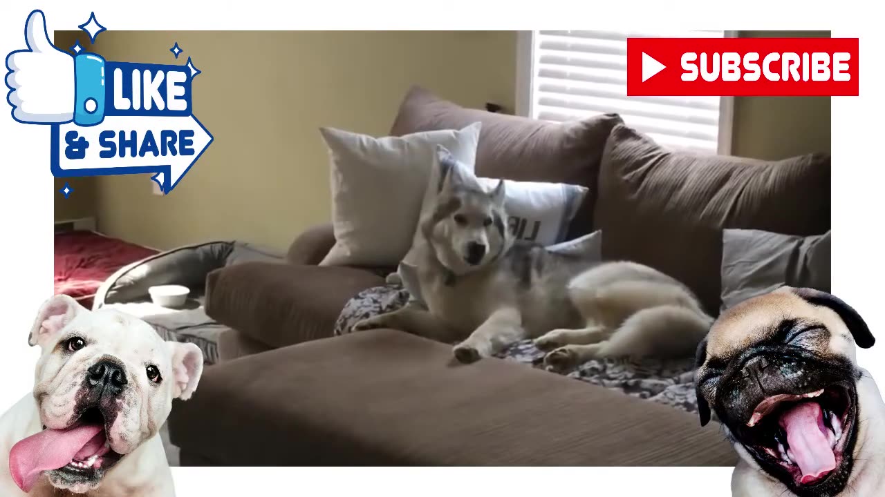 Funniest Husky Vidoes