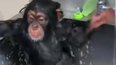 The monkey take shower