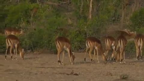 Safari Live Videos-Sunrise Drive- July 03= Impala Against A Beautiful Backdrop